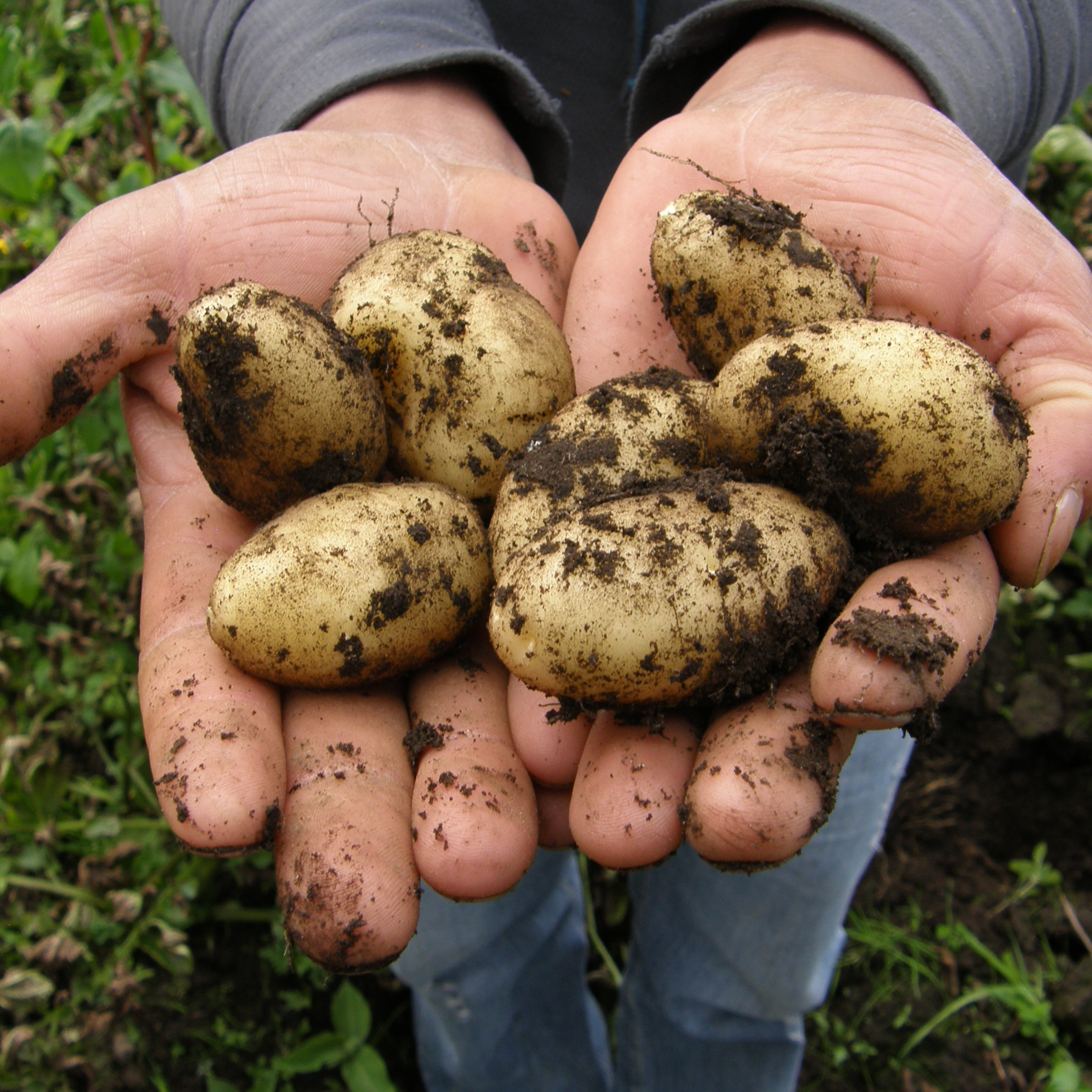 A farmer showing off freshly harvested potatoes in his hands, still covered in fresh dirt.